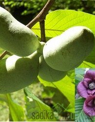 Asimina Shenanodoah