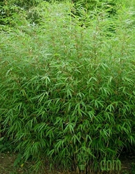 Bambus Rufa