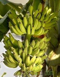 Banana otporna na mraz Balbisiana