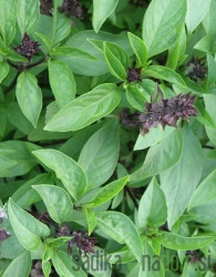 Sjeme Bosiljak Tajlandski