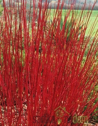 Bijeli drijen Sibirica Variegata (Cornus alba)