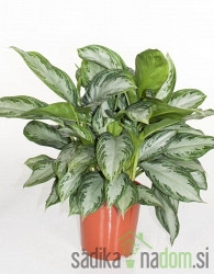 Aglaonema - Aglaonema Silver Bay
