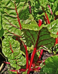 Sjeme Blitva Crvenolisna Rhubarb Chard