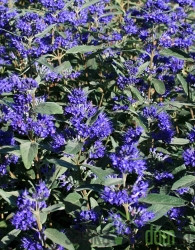 Plava magla Blauer Spatz (Caryopteris Clandonensis)
