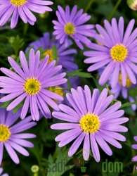 Brahikoma (Brachycome sp.)