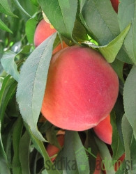 Breskva Elegant Lady