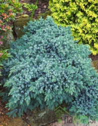 Smrznuta kleka Blue Star (Juniperus squamata)