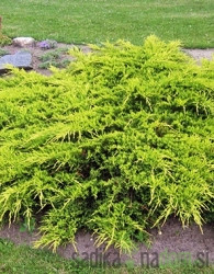 Kleka Old Gold (Juniperus media)