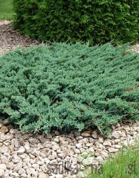 Plutajuća kleka Blue Chip (Juniperus horizontalis)