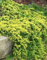 Plutajuča kleka Golden Carpet (Juniperus horizontalis)