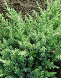 Kleka Schlager (Juniperus conferta)