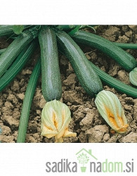 Sjeme tikvica Aquilone F1 -PROFI