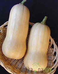 Sjeme Tikvica Butternut Avalon