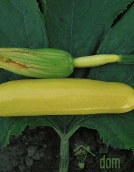 Sjeme Tikvica žuta Soleil