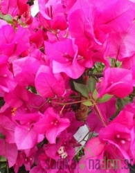 Bugenvilija Alexandra (Bougainvillea)