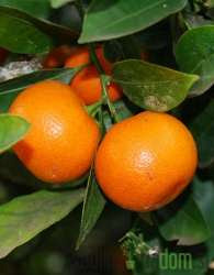 Calamondin