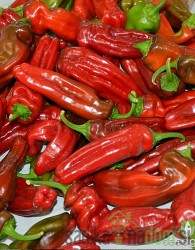 Sjeme Chili Corno di Toro Rosso