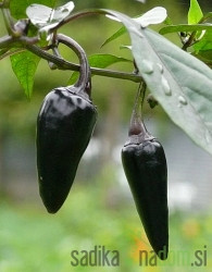 Feferon čili Black Cayenne