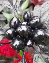 Feferon čili Black pearl