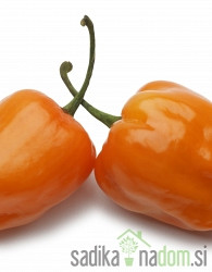 Feferon čili Habanero orange