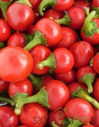 Sjeme Chili Red Cherry Small
