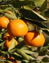 Mandarina Kuno