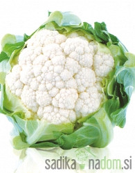 Sjeme Cvjetača Di Jesi 2