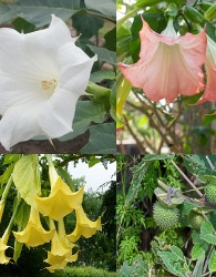 Anđeoska truba (Brugmansia)