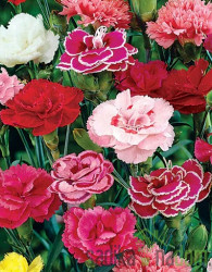 Karanfil Dianthus Pink Kisses