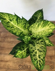 Dieffenbachia Mars