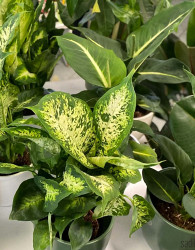 Dieffenbachia Mars
