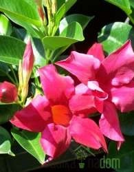 Dipladenija (Mandevilla sp.)