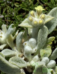 Aromatično bilje Grčki planinski čaj