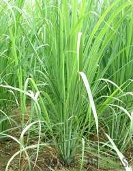 Mirisna biljka Limunska trava