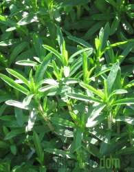 Mirisna biljka Čubar