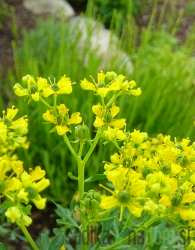 Mirisna biljka Rutvica