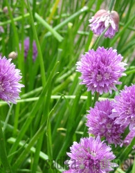 Sjeme Vlasac / Drobnjak