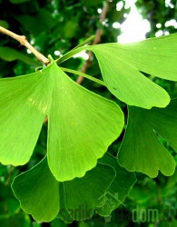Dvorežnjasti ginko (Ginkgo Biloba)