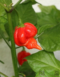 Feferon čili Trinidad scorpion