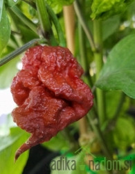 Feferon čili Carolina Reaper Chocolate