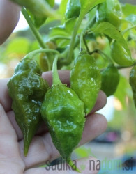 Feferon čili Trinidad Scorpion Green