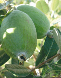 Feijoa