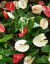 Flamingov cvijet Anthurium andreanum