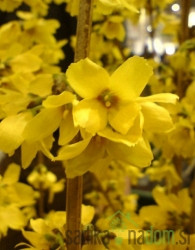 Forzicija  Goldrausch (Forsythia intermedia)