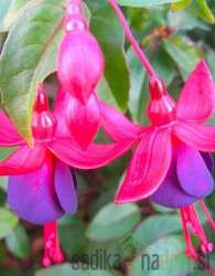 Fuksija (Fuchsia sp.)
