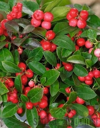 Obična gaulterija (Gaultheria Procumbens) - ZIMZELENA