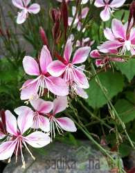 Gaura (Gaura lindheimeri)