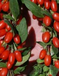 Goji bobice Big