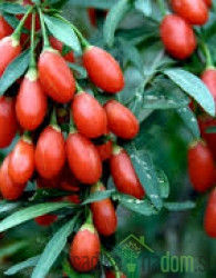 Goji jagoda Princess Tao