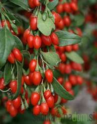 Goji jagoda Sweet Berry - slatkoga okusa